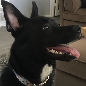 Meet your Posher, Adam